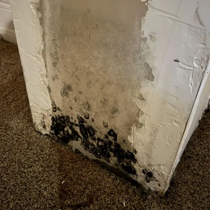 Professional Mold Removal in Hallowell, ME